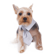 Adam Shirt Dog Collar Tie