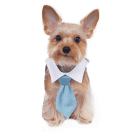 Mason Shirt Dog Collar Tie