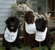 A trio of white large terry drool bibs
