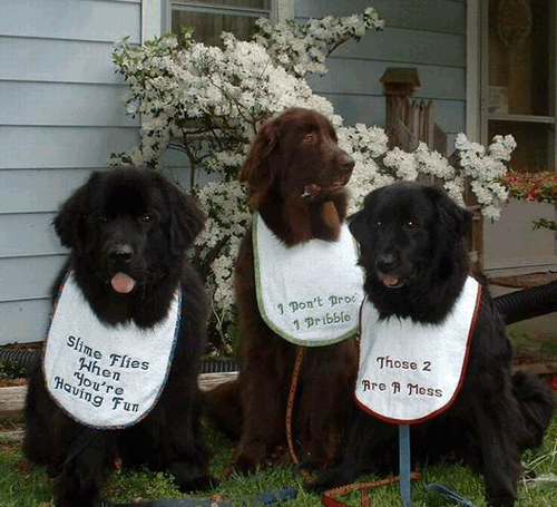 A trio of white large terry drool bibs