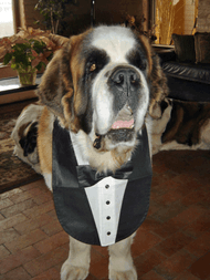 large tuxedo bib