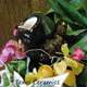 Wide open mouth black bird plant tender for indoor or outdoor plants.