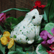 Ceramic frog plant tender by Texas Hill Country Ceramics.
