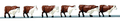 Life-Like #1183 Cattle- Brown/White (HO)