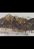 Rocky Mountain Bighorns - Bighorn Sheep - Rocky Mountain Bighorns - Bighorn Sheep