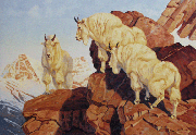 Living on the Edge - Mountain Goat 
