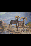 Desert Rangers - Desert Sheep - Desert Rangers - Desert Sheep