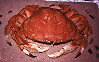 crab2.gif