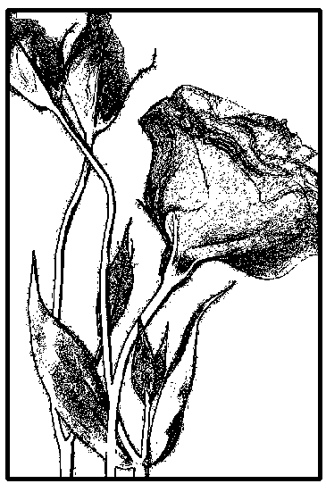 SD666 Stylized Roses