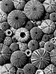 S704 Sea Urchins