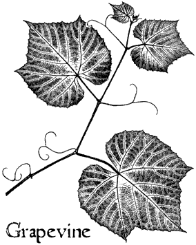 S333 Vintage Botanical Grapevine