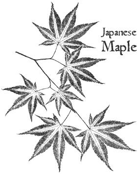 S336 Vintage Botanical Maple