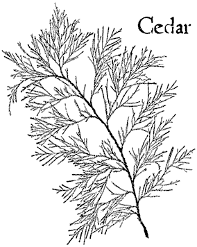 S338 Vintage Botanical Cedar