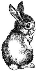 SD852 Little Bunny