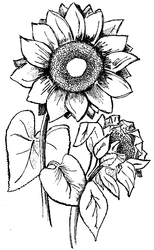 Sunflower Duo