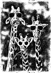 SD858 Attitude Giraffes