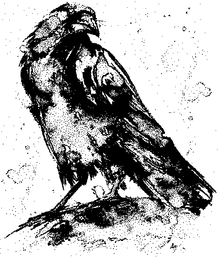 SD906 Ephemeral Crow