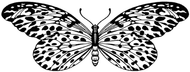 S376 Big Butterfly