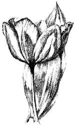 Sketched Tulip