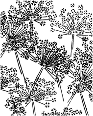 S502 Queen Anne's Lace