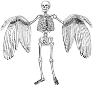 SD161 Winged Skeleton