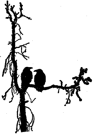 SD578 Ravens on a Branch