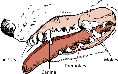 carnivore mouth carnivore mouth
