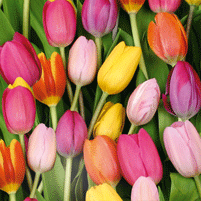 Photographic Tulips