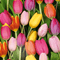 Photographic Tulips