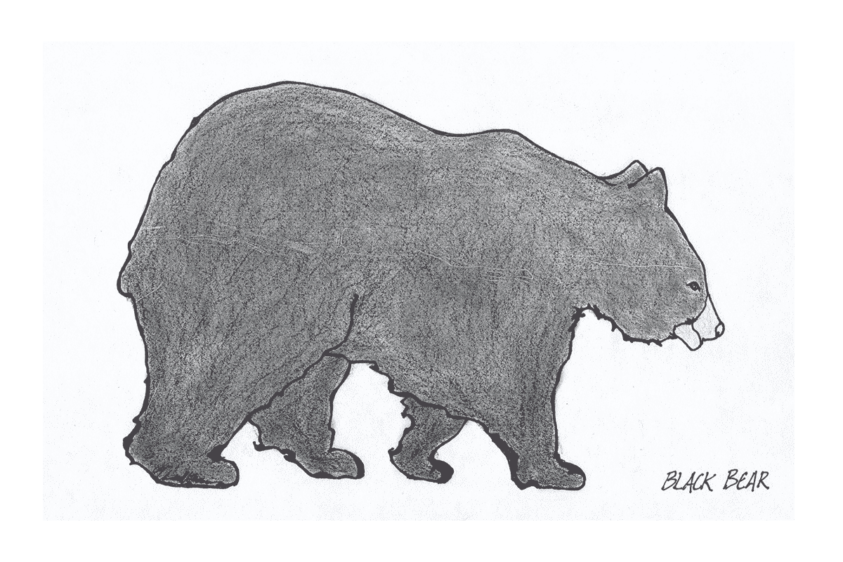 black-bear.gif
