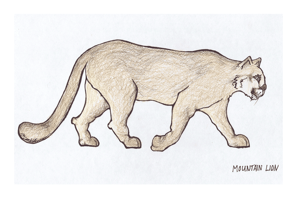 mountain-lion.gif